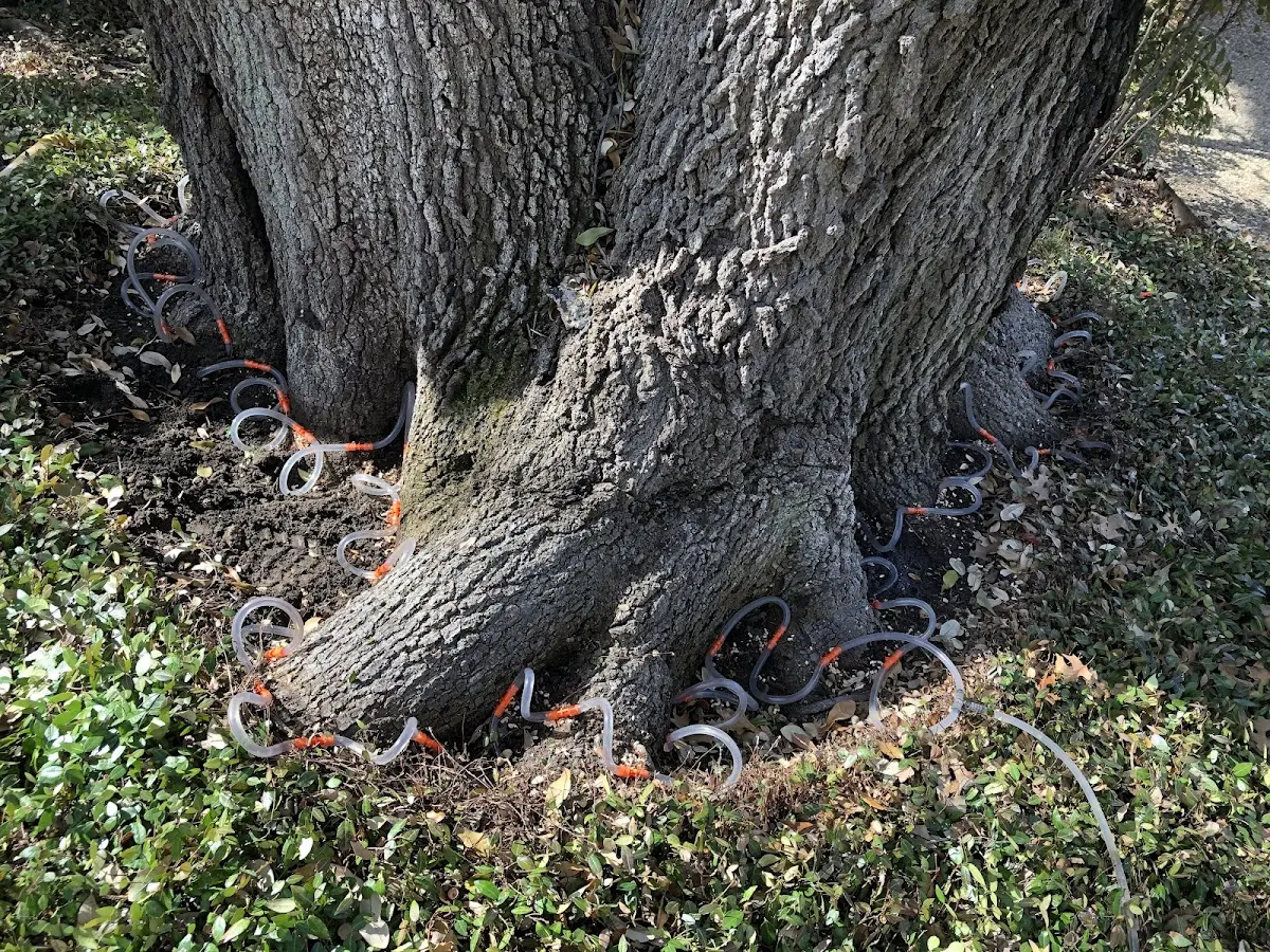 Detailed Tree Cabling and Bracing job site in Iron Mountain