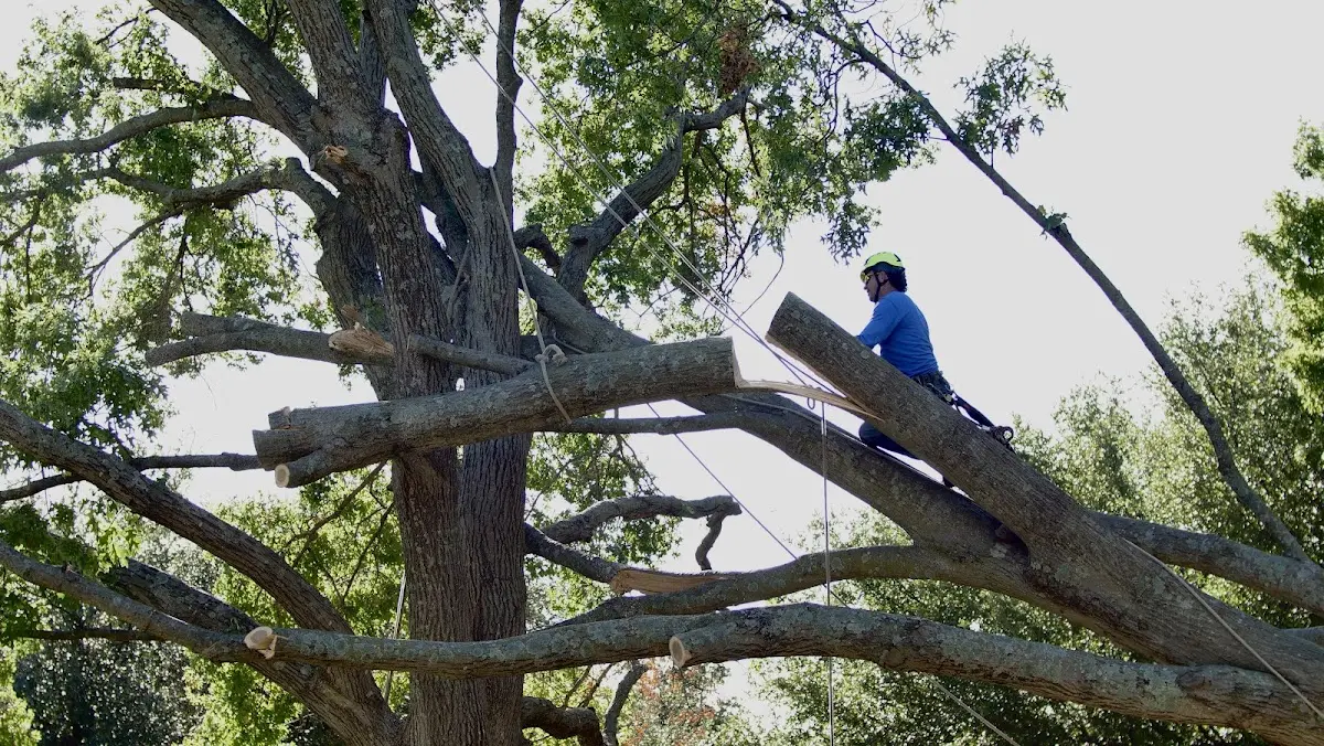 Professional Crown Thinning performed by certified arborists in Iron Mountain