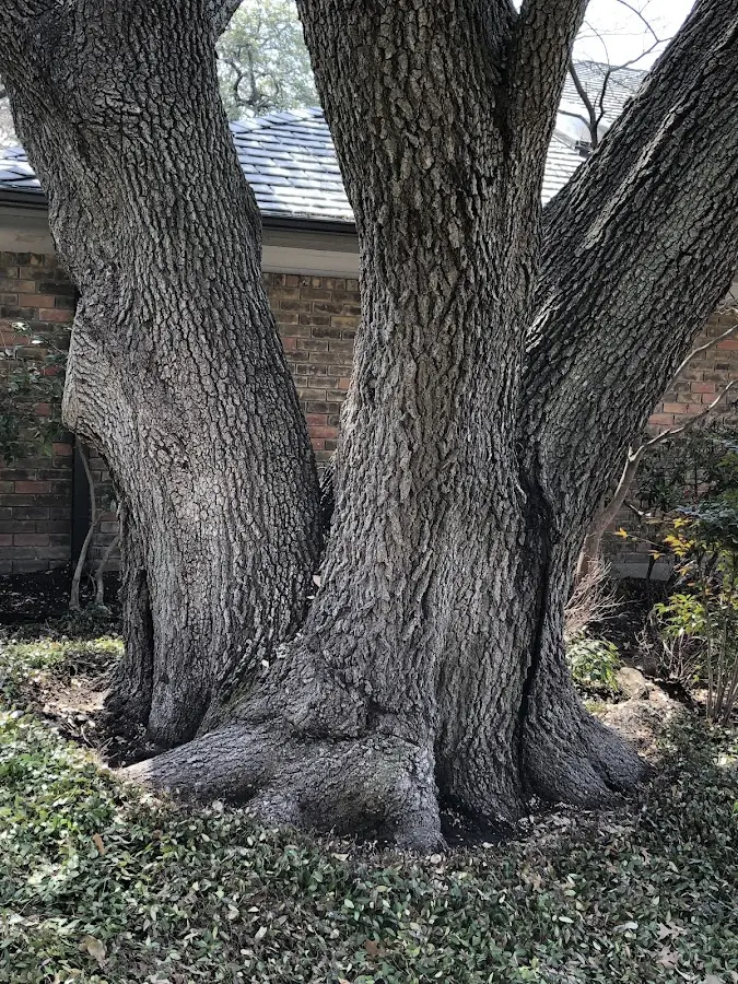 Mature heritage tree close to a Iron Mountain property cared for by certified arborists